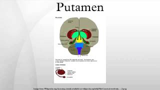 Putamen [upl. by Seline]