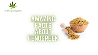 Amazing Facts about Fenugreek  Weight loss  Diabetes control  Retain metabolism  Injury Healing [upl. by Idac]