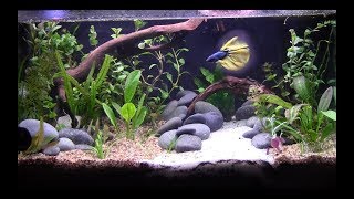 10GALLON BETTA AQUASCAPE [upl. by Cantone711]