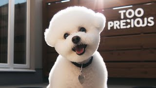 Bichon Frise Barking [upl. by Latta]