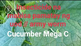 Insecticide pamatay ng uod  Army worm sa pipino MEGA C F1 CUCUMBER [upl. by Fletcher]