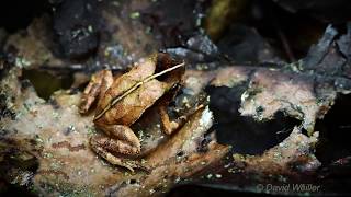 Can you Spot This Leaf Litter Mimic Toad [upl. by Anolahs]