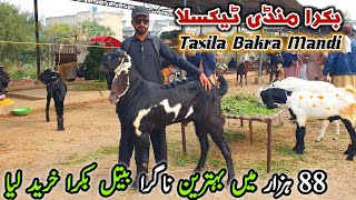 Friday Taxila Bakra Mandi Latest Update 15 November 2024  Live Soda Bakra Eid Qurbani 2025 [upl. by Glynas]