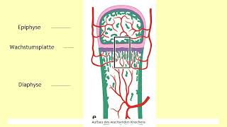 Formen der Knochenbildung [upl. by Leik522]