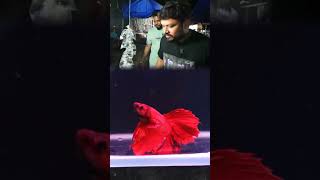 Betta fish is not only for fight 😇😍😍😘😘😍😍😍😍 [upl. by Iatnahs]