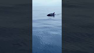 Ocean SUP with Dolphins in the Pacific amazing shortsfeed bote porpoise [upl. by Wina]