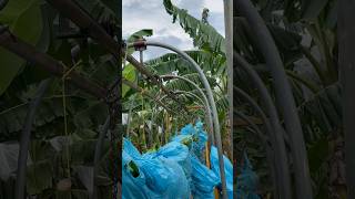 THE BEST PLANTAIN  AGRICORP SAS plátanohartón colombianplantains agricultura [upl. by Gilemette652]