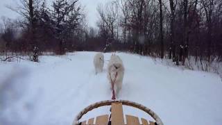 Samoyed Sleddogs Feb 2010 [upl. by Gemperle]