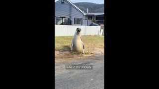 World obsessed with Neil the Seal who terrorises locals [upl. by Eugenia]