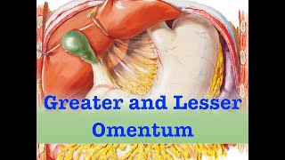 Greater and Lesser Omentum [upl. by Trembly]