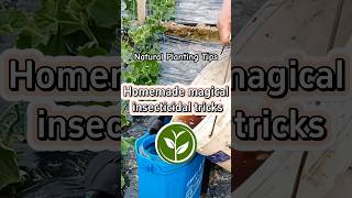 Homemade magical insecticidal tricks plants shortvideo garden youtubeshorts howto farming [upl. by Raual]