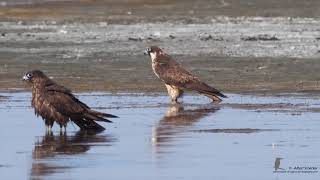 Akrotiri Peninsula  Migration Birds  September 2017 [upl. by Okomom]