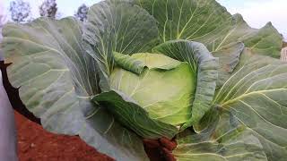 Increase your production by 100  2kg to 4kg  cabbage farmer higrow [upl. by Htinnek]