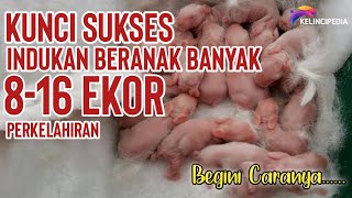 KUNCI SUKSES KELINCI BERANAK BANYAK DIATAS 8 EKOR PER KELAHIRAN [upl. by Bartholomew207]