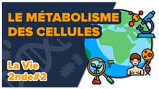 Le métabolisme des cellules  2nde  Madame SVT [upl. by Rhianon853]