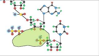 Bioquímica  Ácidos Nucleicos  El enlace fosfodiéster [upl. by Kalle]