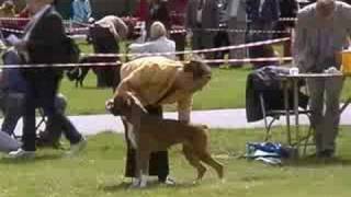 Boxer Dog Show Clip WWWNewlaitheboxerscouk [upl. by Yerffoeg]