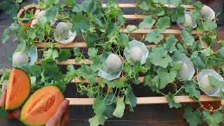 Easy  Experiment with growing Cantaloupe  Cantaloupe on the terrace yields unexpected [upl. by Aihc]