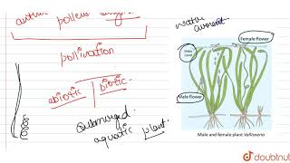 Explain the process of pollination in Vallisneria How is it different in water lily  which is [upl. by Pozzy629]