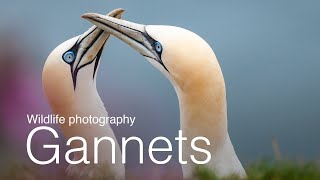 Wildlife Photography Photographing Gannets at RSPB Bempton Cliffs [upl. by Notlem]