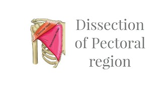 Dissection Muscles of Pectoral region [upl. by Coniah]