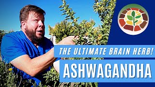 Ashwagandha  The Ultimate Herb For Your Brain [upl. by Rahmann]