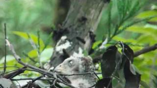 オオタカ雛vsスズメバチ  Vespidae vs Northern Goshawk baby bird [upl. by Asela]