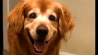 The Worlds Happiest Dog 😍  FUNNIEST Pets Of The Month [upl. by Kisor]