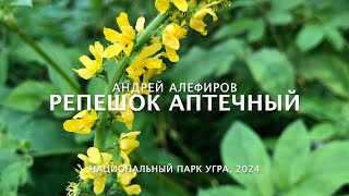 Репешок аптечный Алефиров АН [upl. by Rednal917]