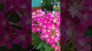 Beautiful natural flowersflowers roseflowergarden nature shortstradingviralyoutubeshorts 1m [upl. by Aicek755]