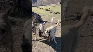 KÖPEK ÇAĞIRMA kangal dog cat animals dogs dogs puppy alabai nature wolf köpek malaklı [upl. by Landsman117]