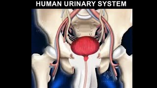 Human Urinary System animation video 3d  Formation of urine [upl. by Mathilda]