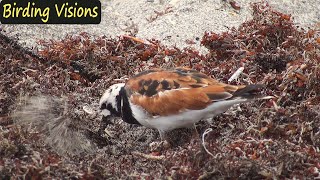 Ruddy Turnstones foraging amp preening– Spring migration Florida [upl. by Florida343]