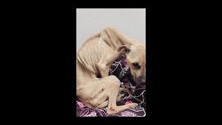 Malnourished dog now in animal rescues care [upl. by Dena]