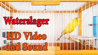 Master Malinois Waterslager canary singing  Canary’s most powerful song  کناري وتر سلاجر [upl. by Adnah163]