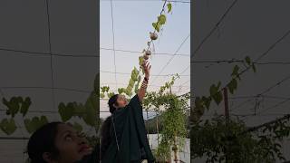 గాలిలో కాసే దుంపలు Air potatoes airpotato mygarden gardening shortvideo ytshorts shorts [upl. by Philips]