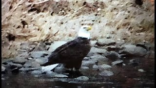 Fly Fishing Pine CreekquotGorgeous Big Browniesquot Winter 2019 [upl. by Murtagh]