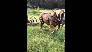 horse drawn sickle mower [upl. by Oicnecserc]