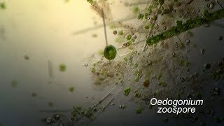 OEDOGONIUM zoospore flagella [upl. by Esorlatsyrc]