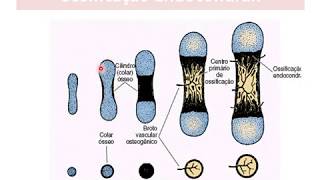 Tecido Ósseo parte 04 mecanismos de ossificação [upl. by Hippel]