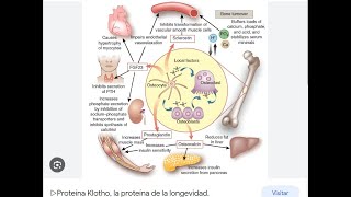 Favoreciendo la proteína Klotho con Naturopatía [upl. by Amaris]