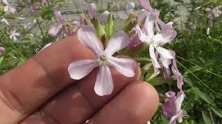 Saponaria officinalis soapwort bouncing bet crow soap wild sweet William soapweed [upl. by Ttayh]