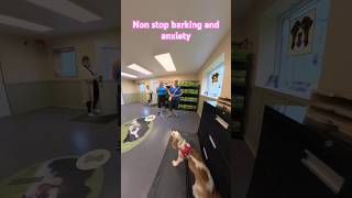 One yearold spaniel nonstop barking and anxiety 1st session [upl. by Drwde811]