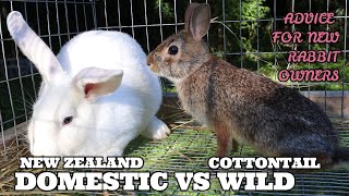 COTTONTAILS VS DOMESTICATED ADVICE FOR NEW RABBIT OWNERS [upl. by Erline]