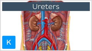 Ureters  Function Definition and Anatomy  Human Anatomy  Kenhub [upl. by Anual329]