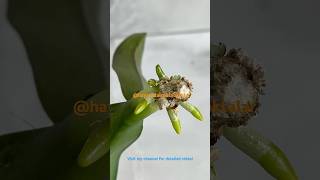 Rootless orchid revived hayatadairpüfnoktalar roots plants diy [upl. by Arodaeht]