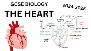 GCSE Heart Structure  Biology circulatory system revision StudeeBright [upl. by Dlaniger873]