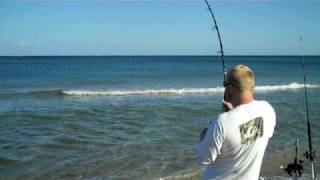 FinNor Spinning Reel Catches 100 lb spinner sharks [upl. by Eixela]