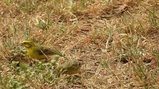 Crithagra dorsostriata  canario de vientre blanco  white bellied canary [upl. by Nyllek980]