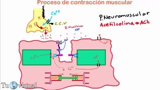 Fisiología  Contracción Muscular Parte 2 Proceso de contracción muscular  union neuromuscular [upl. by Narak]